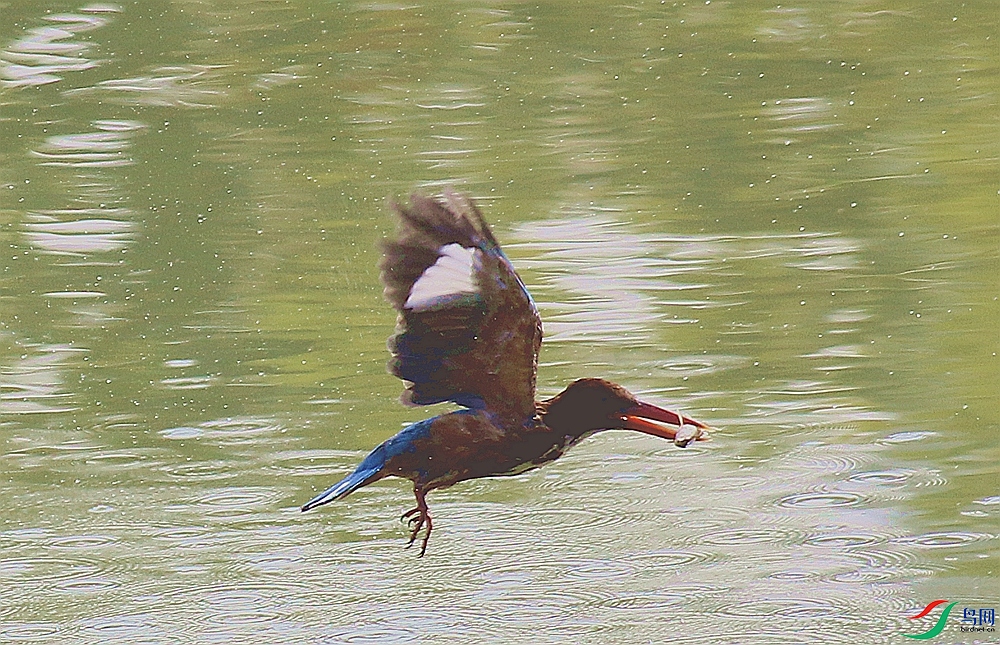 IMG_8599_����.jpg