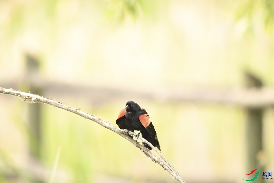 DSC_7774.jpg
