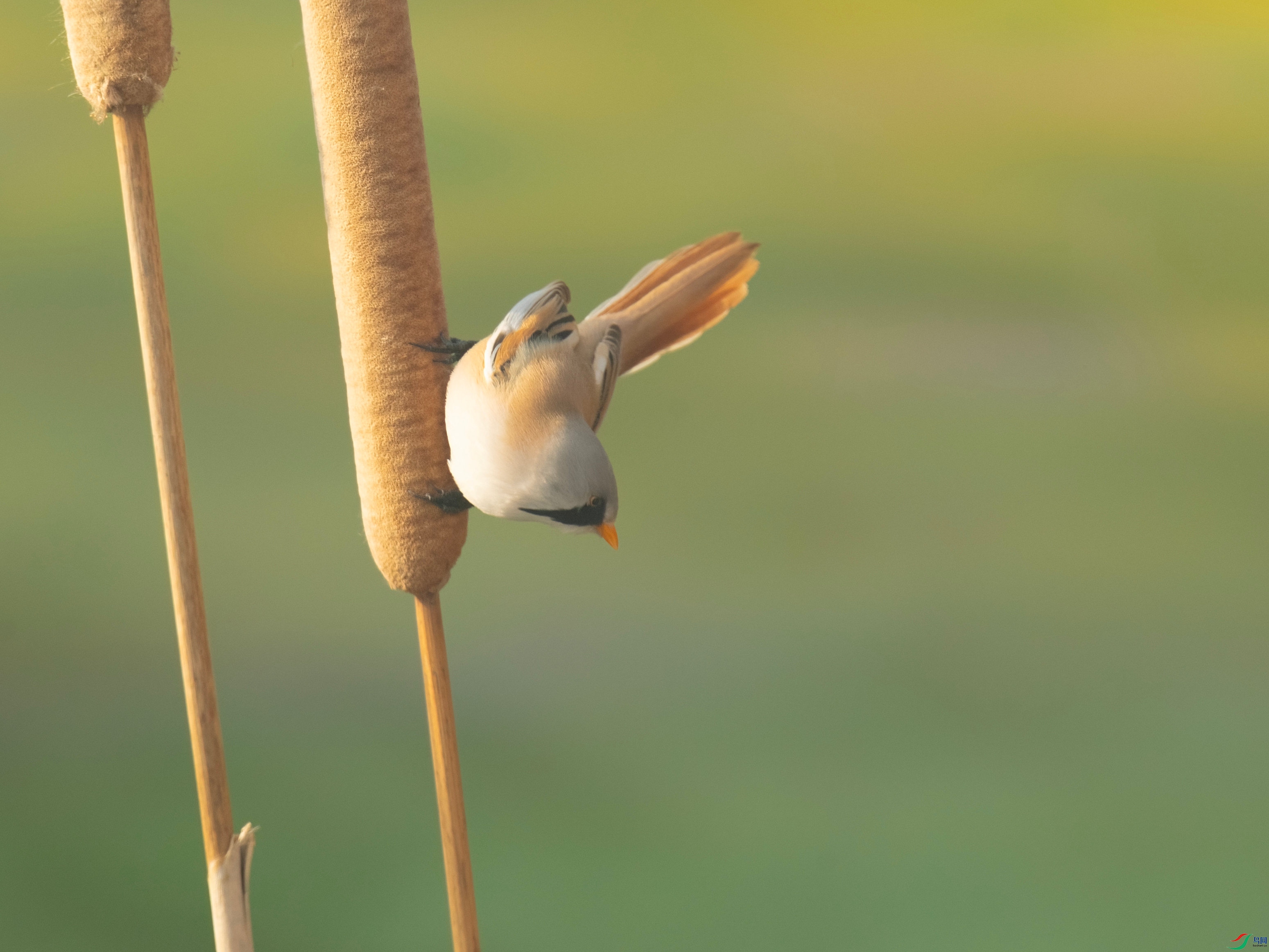 ����ȸ (5).jpg