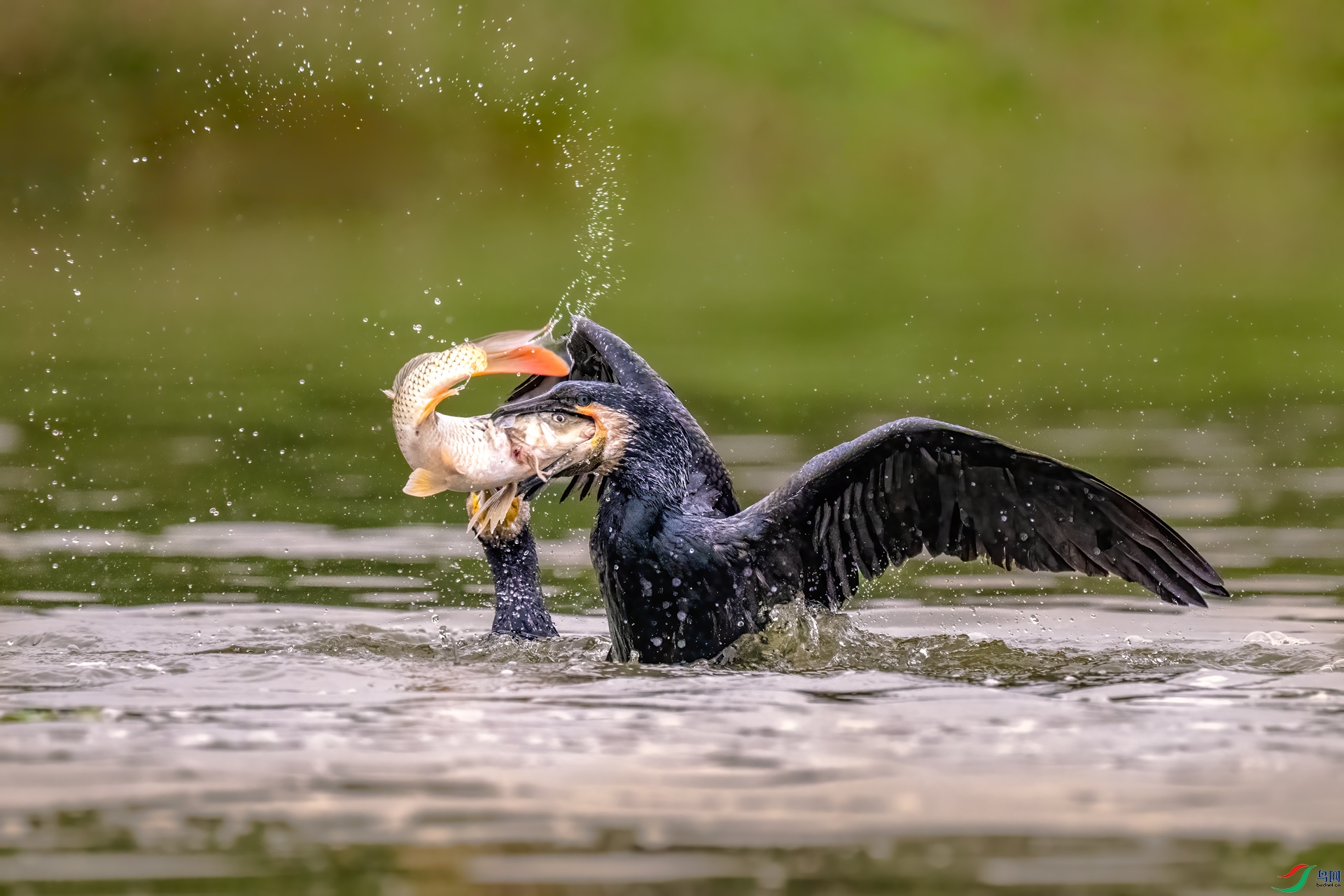 DSC_2066.jpg