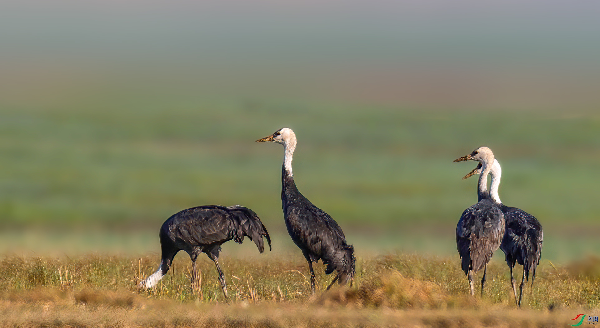 _07A3090 ����-Sh----1 .jpg