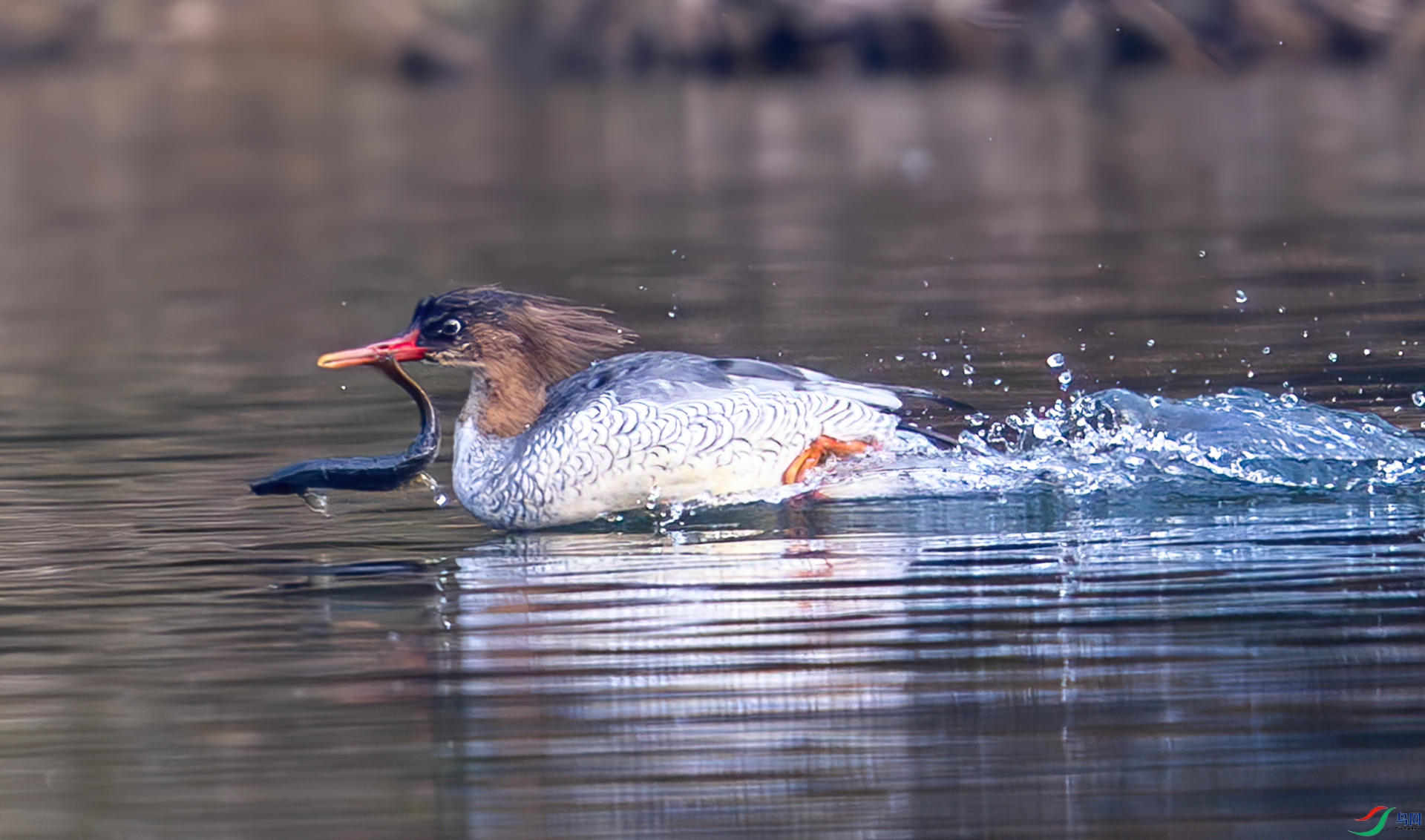 DSC_3634.jpg