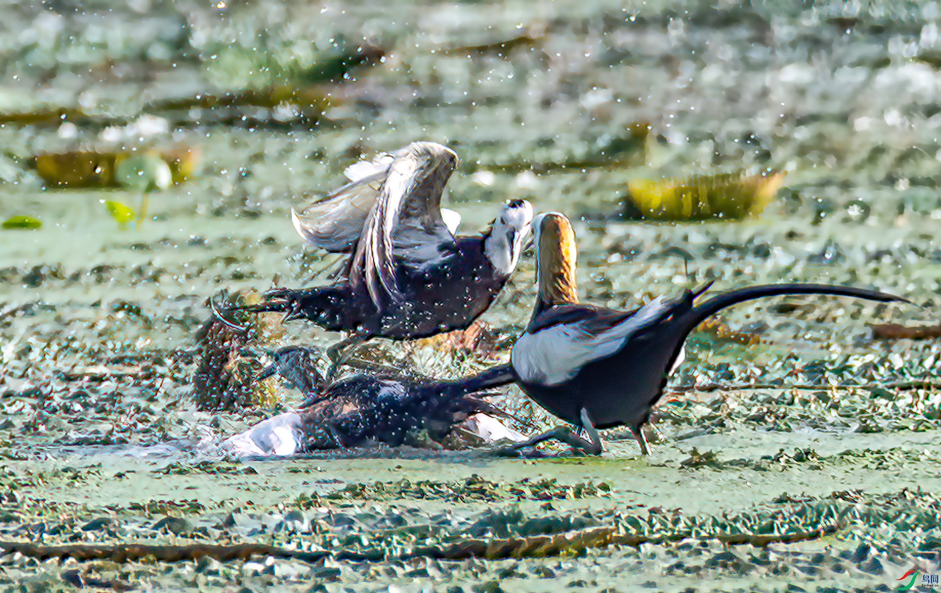 _S7I1278 ����-Sh---1 .jpg