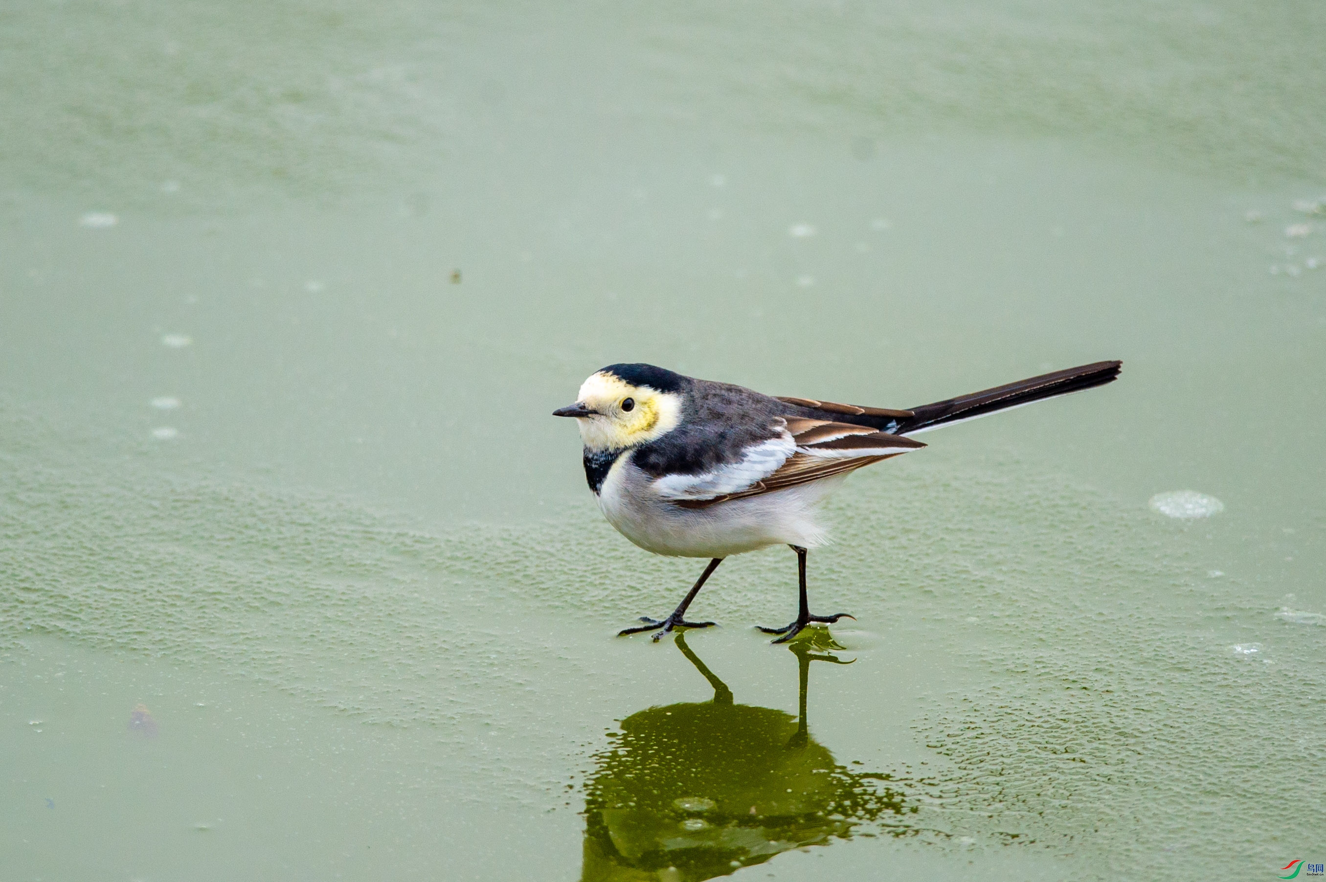 DSC_2061.jpg