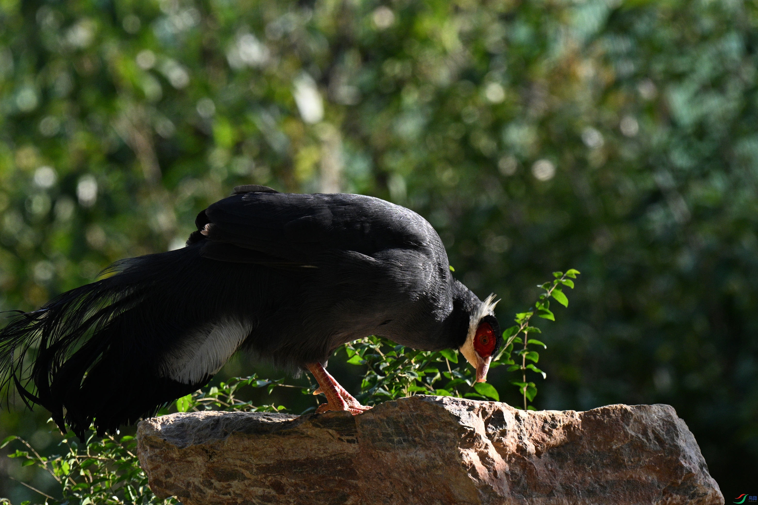 DSC_9715_����.jpg