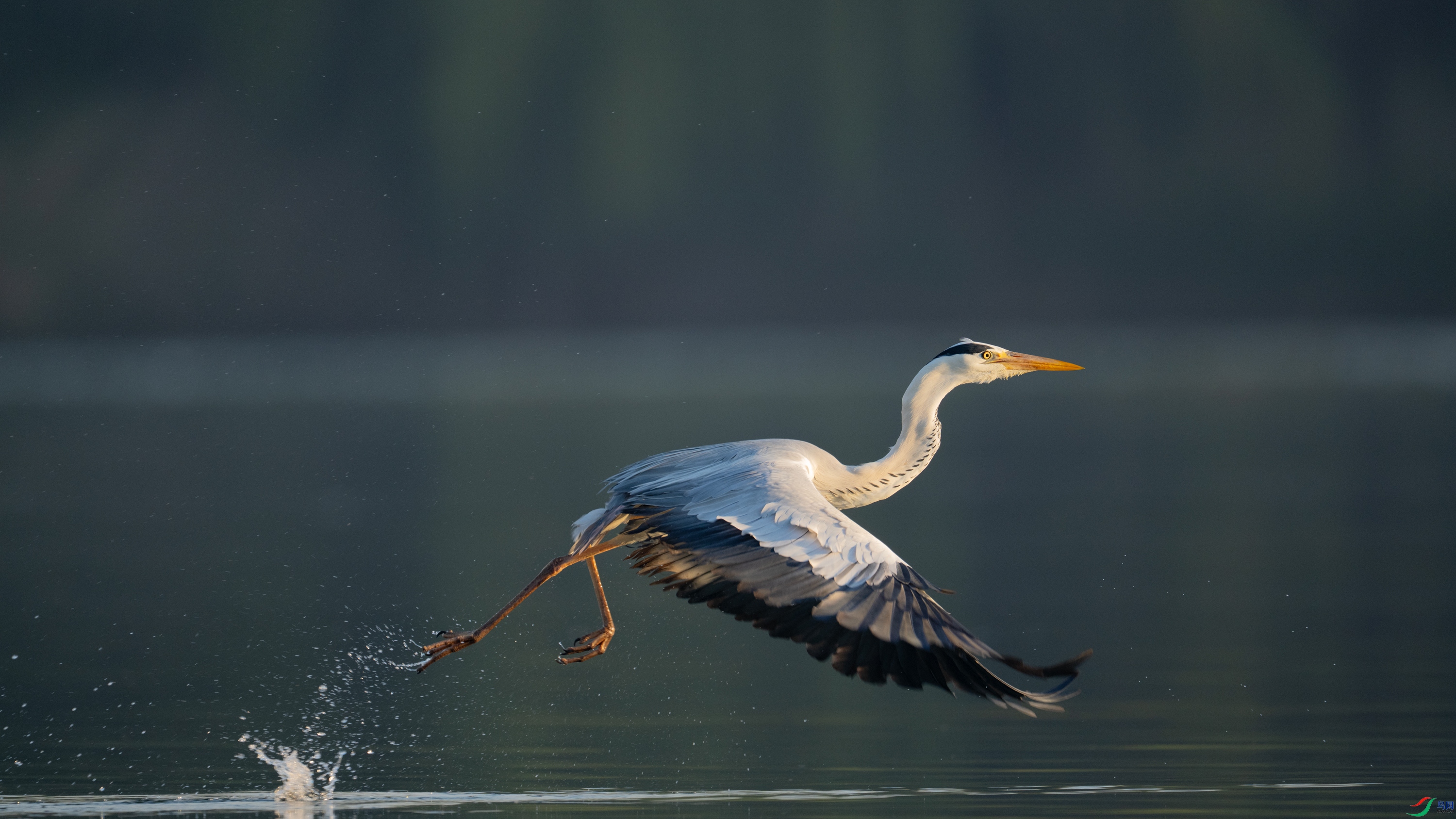 DSC_7412.jpg