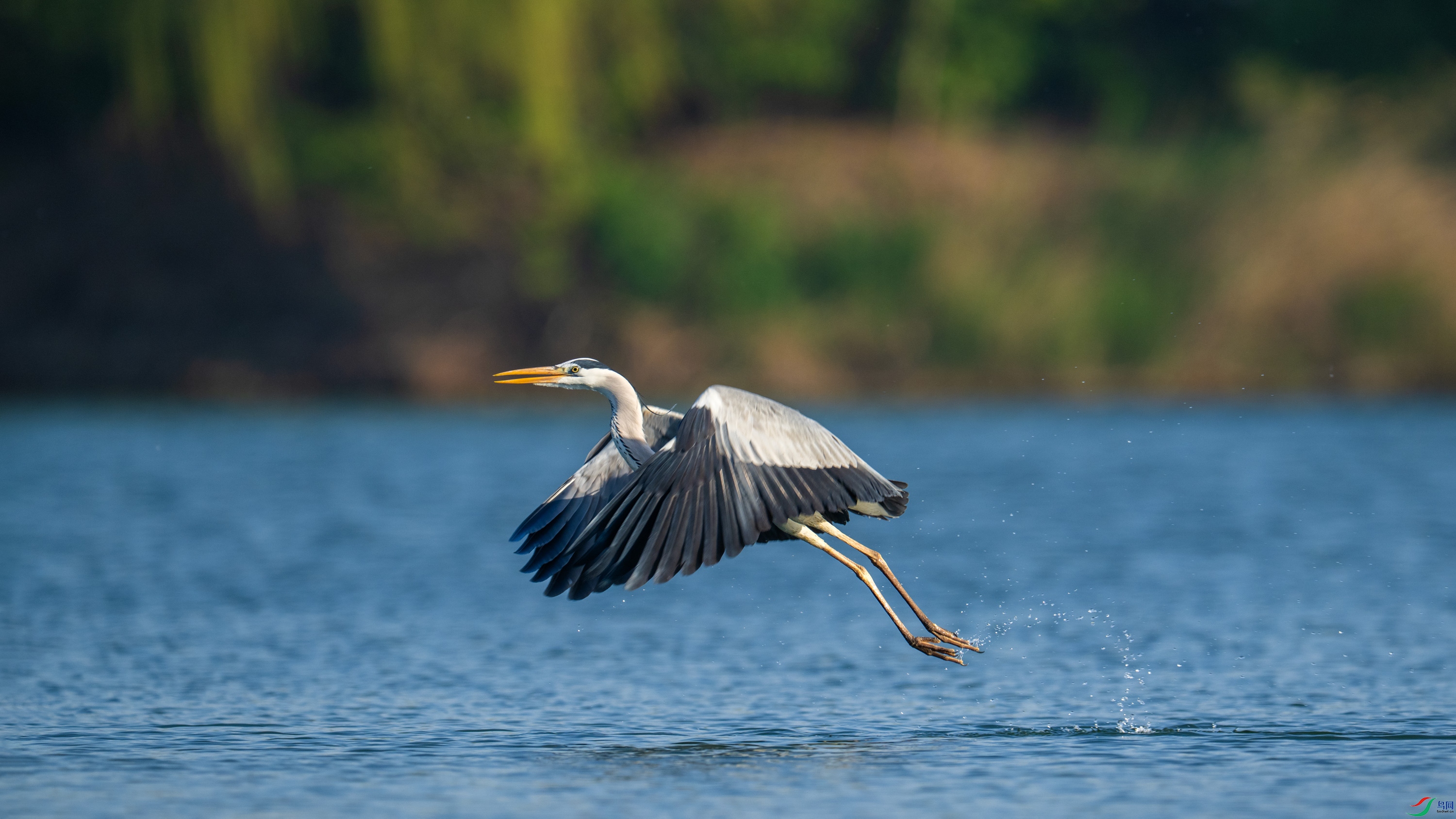 DSC_6586.jpg