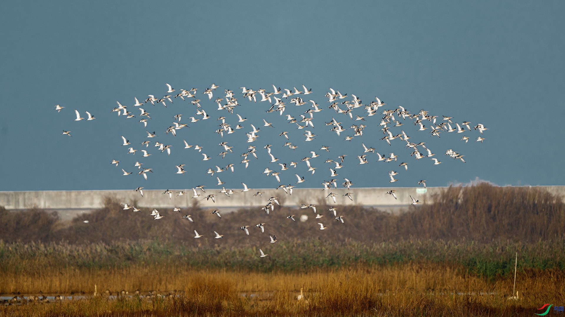 DSC_9206 ����.jpg