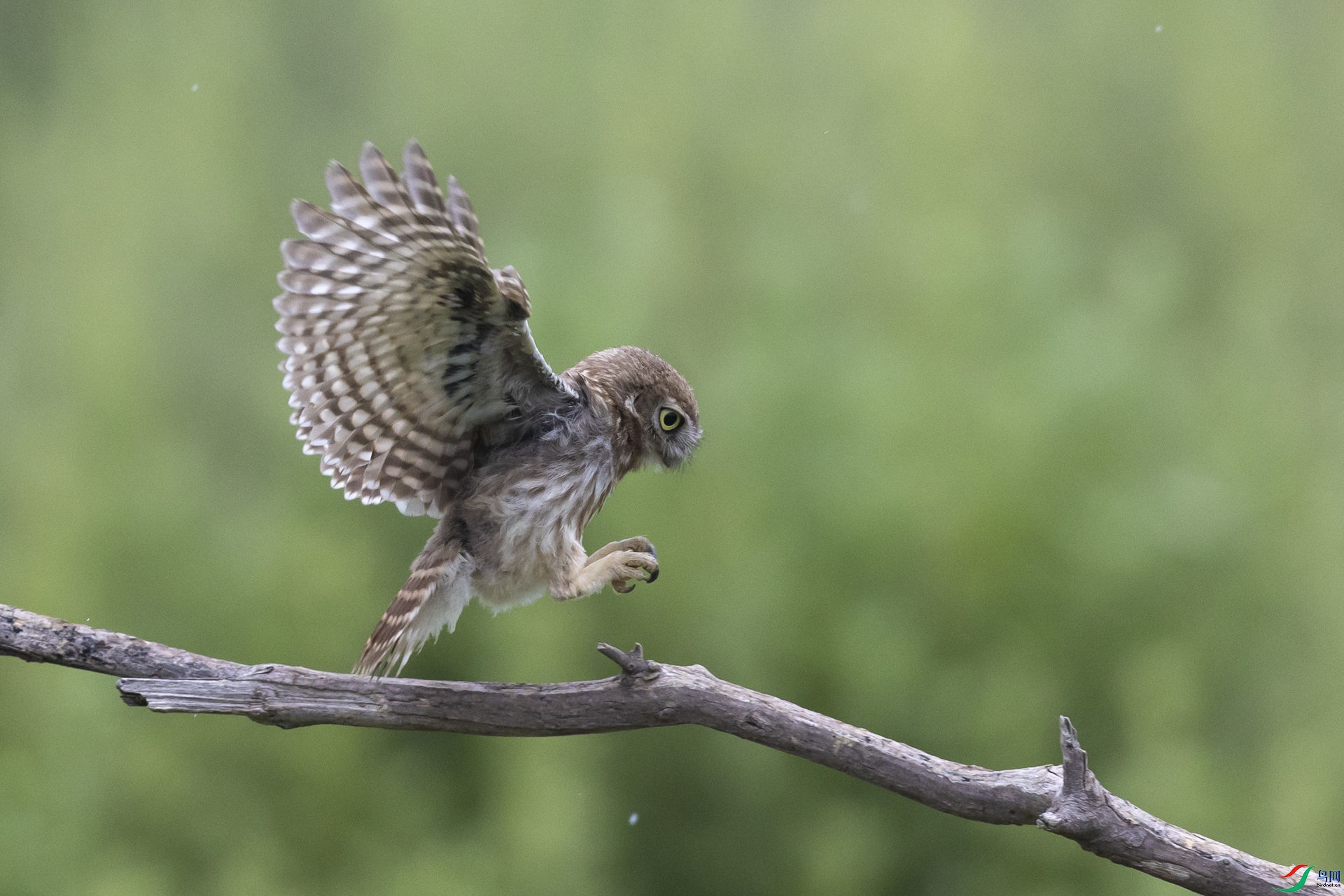 ���Ƹ�С�^