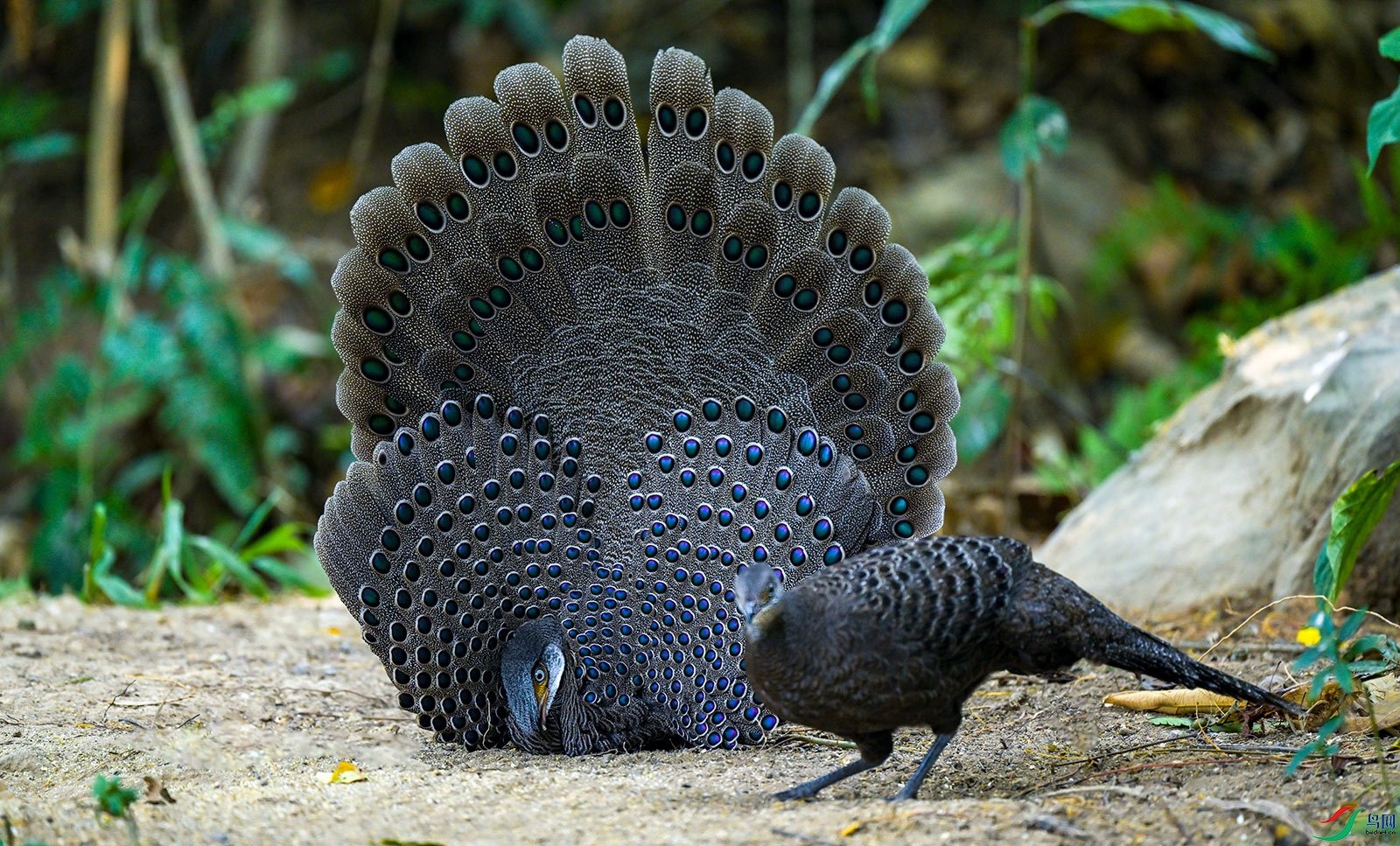 DSC_9751.jpg