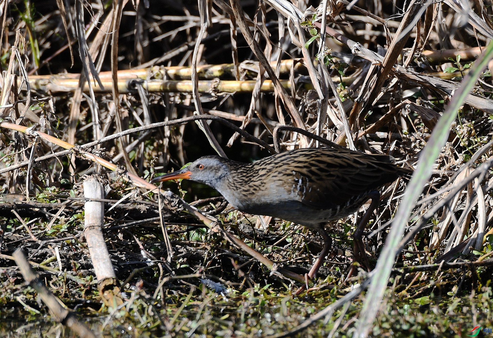 DSC_7338.jpg