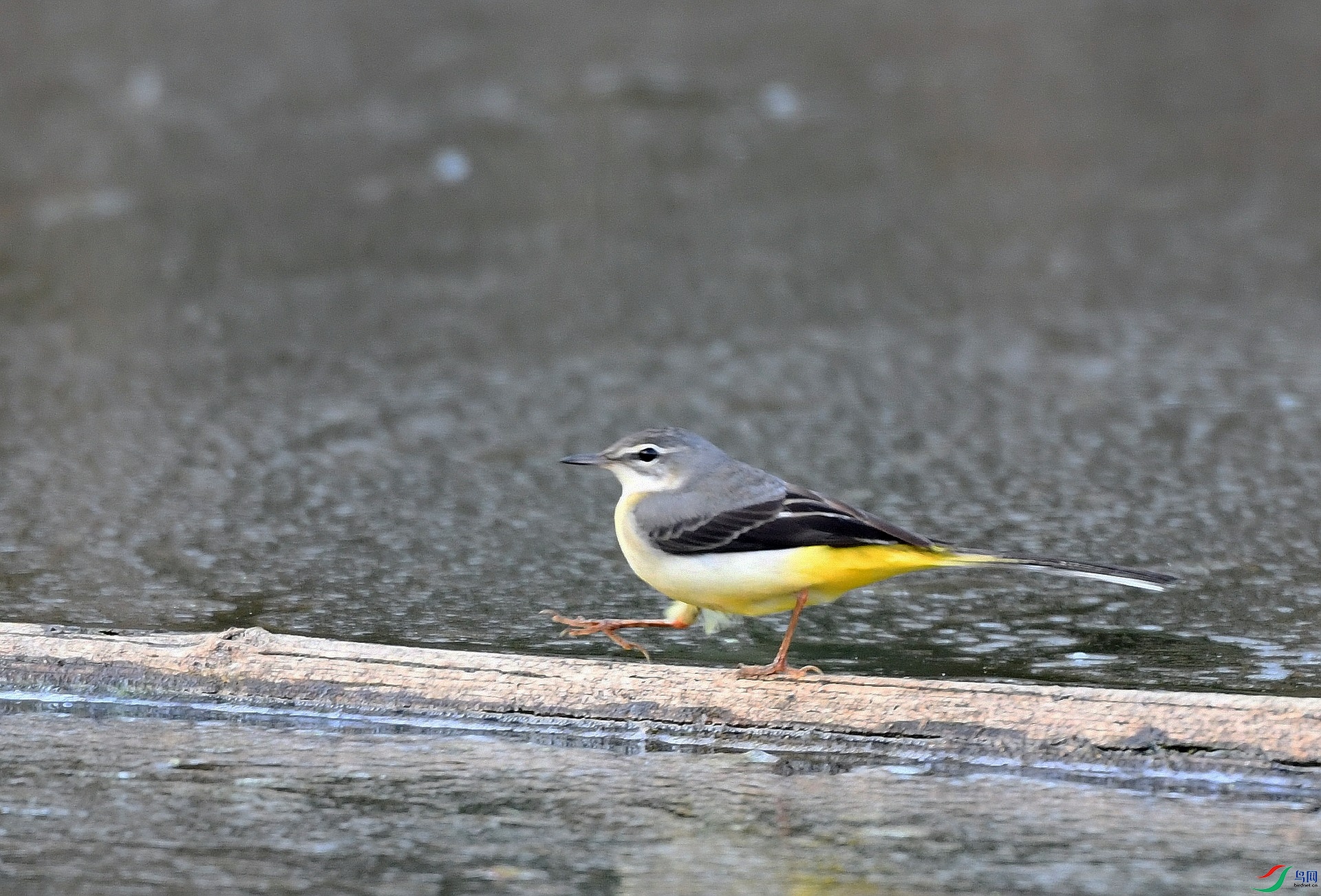 DSC_7529.jpg
