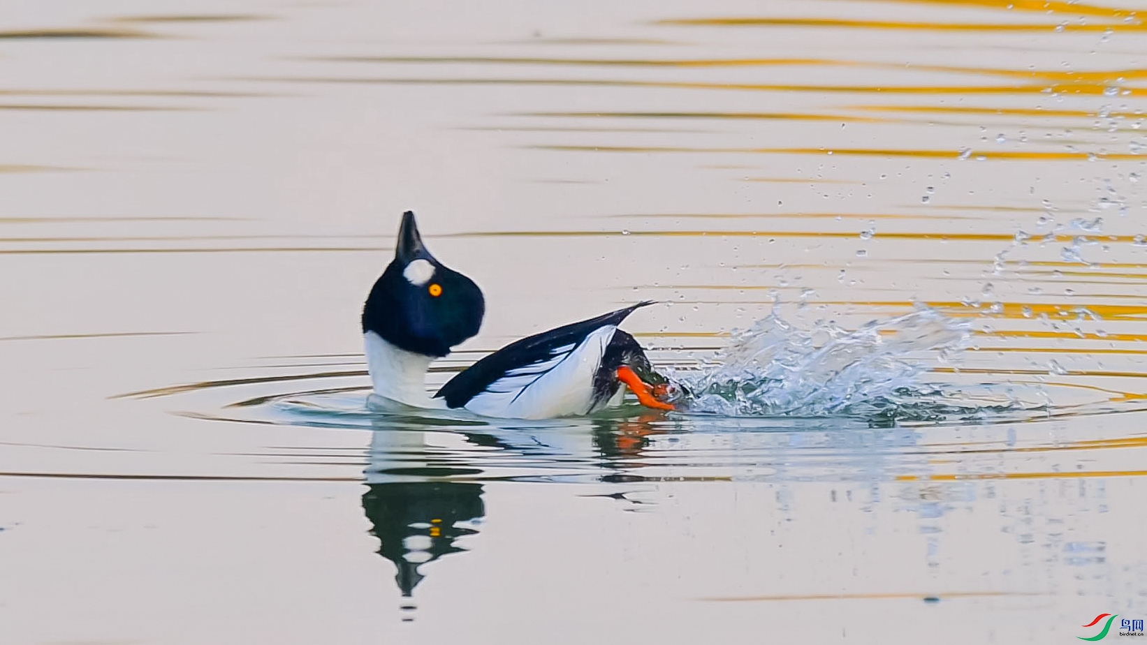 屺ӵ�ȵѼ-���� ����.jpg