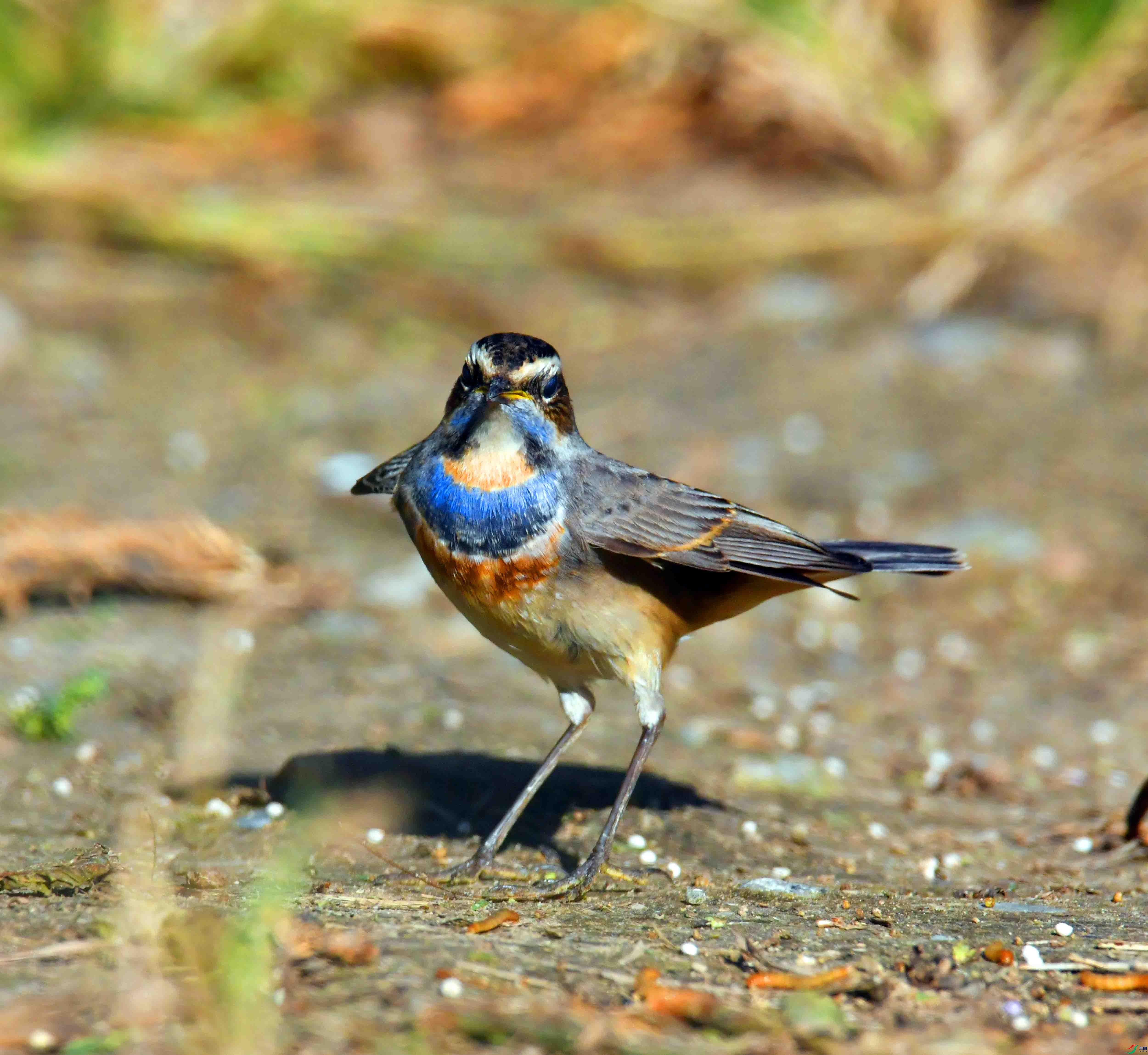 DSC_5819.JPG