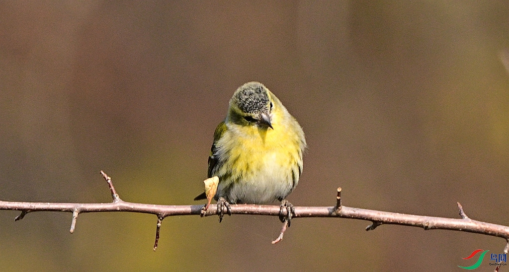 DSC_9236.JPG