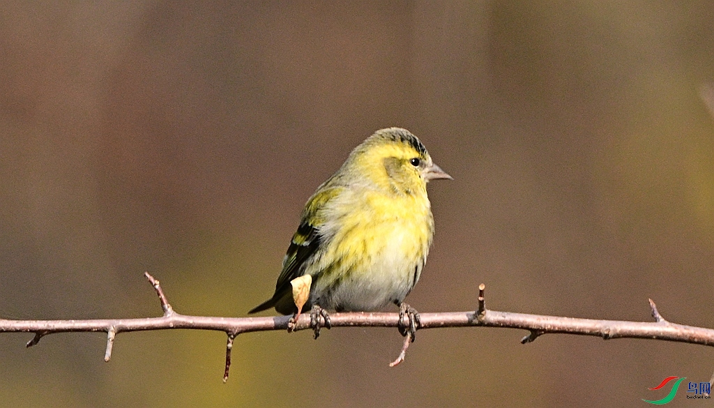 DSC_9239.JPG