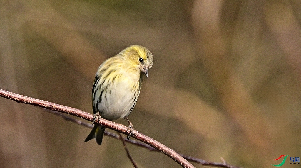 DSC_9286.JPG
