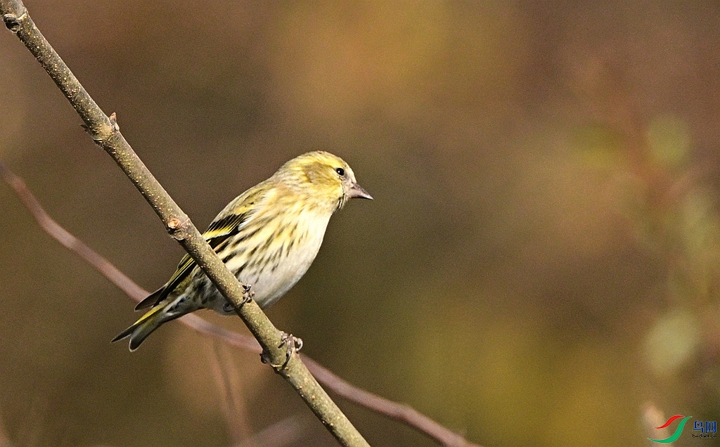 DSC_9460.JPG