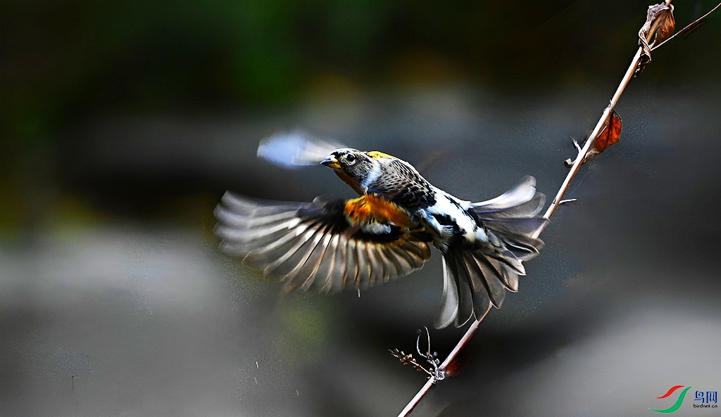 DSC_6811.JPG