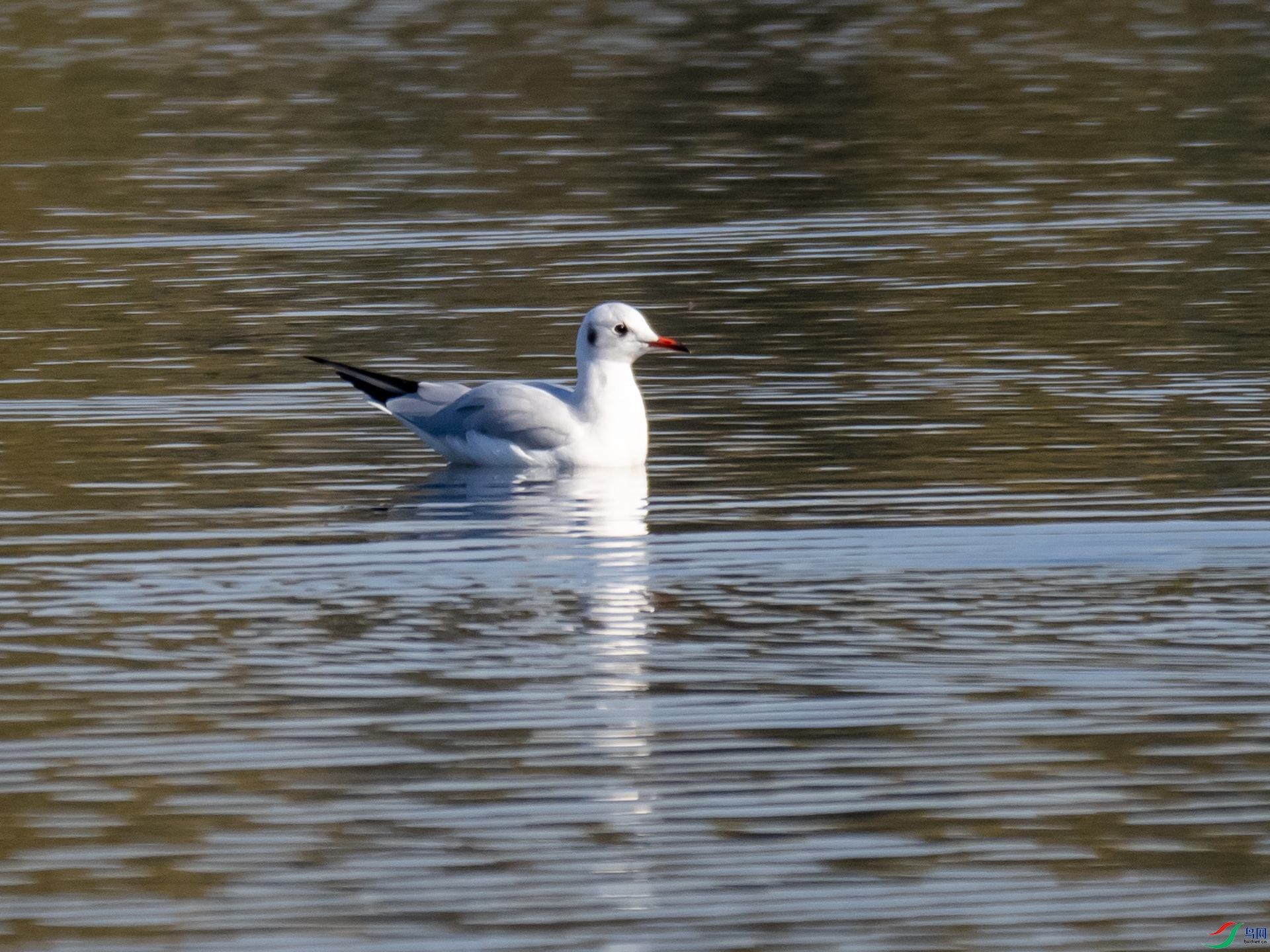 PB103750.jpg