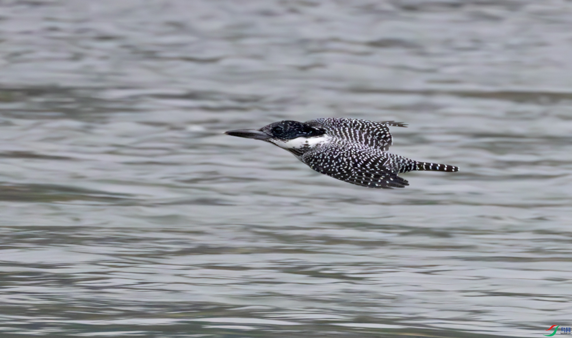 G47A4107-����ǿ-NR ����.jpg