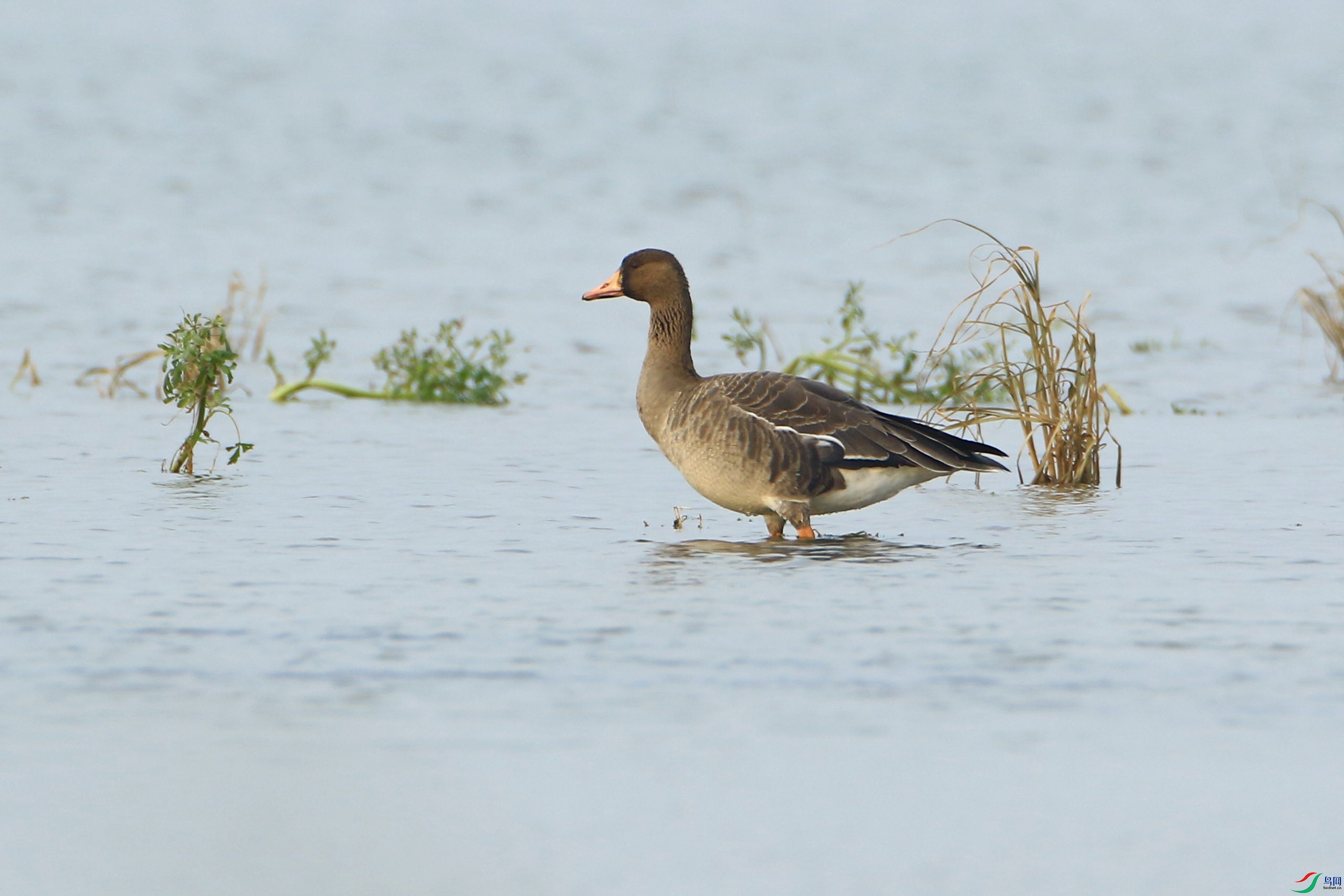 1   ����    �׶���   0F4A9692.jpg