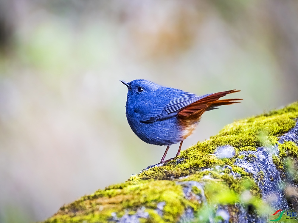 _B3A4272��βˮ�-���� ����.jpg