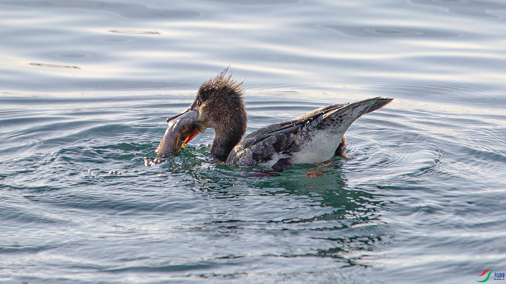 _MG_6344 ����.jpg