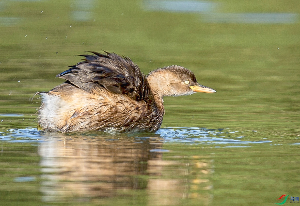 _MG_0502 ����.jpg