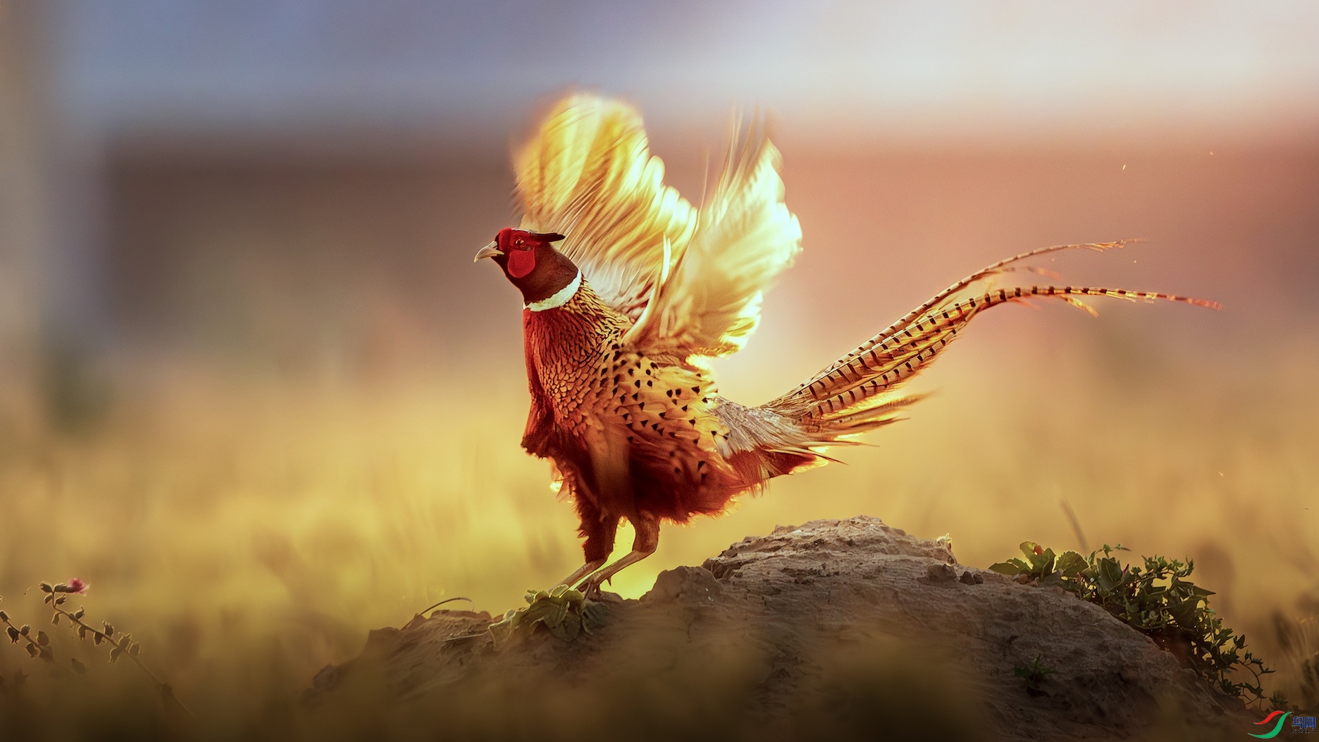 2_DSC9261-����ǿ-NR-1 ����-1.jpeg