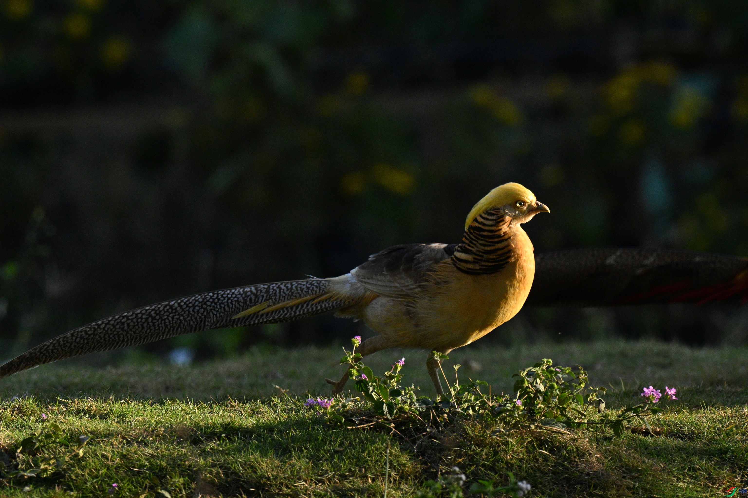DSC_3469_����.jpg