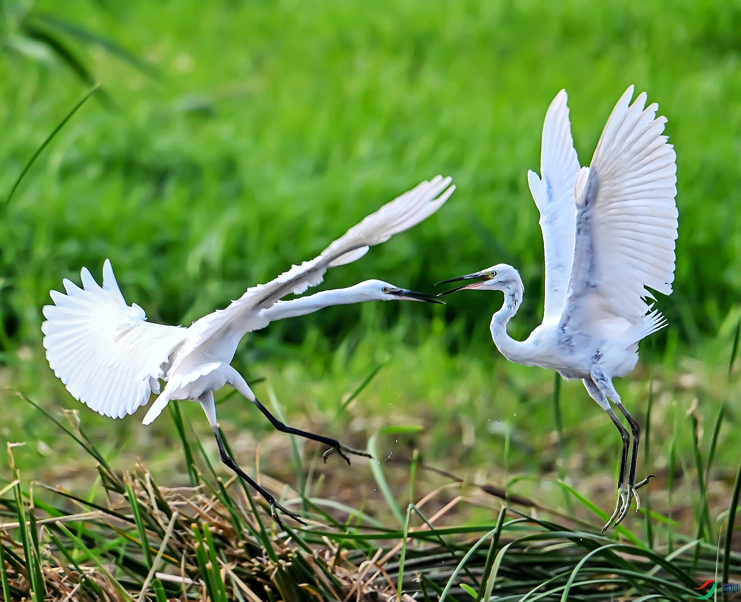 DSC_0739---_conew1.jpg