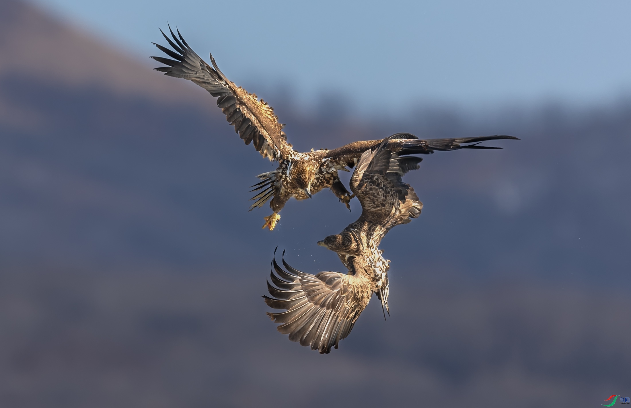 ��β����