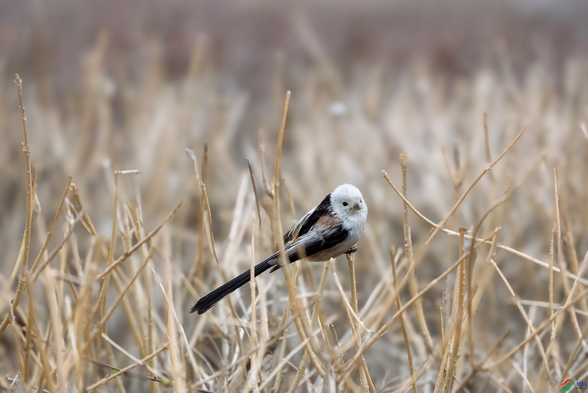 DSC00133 ����.jpg