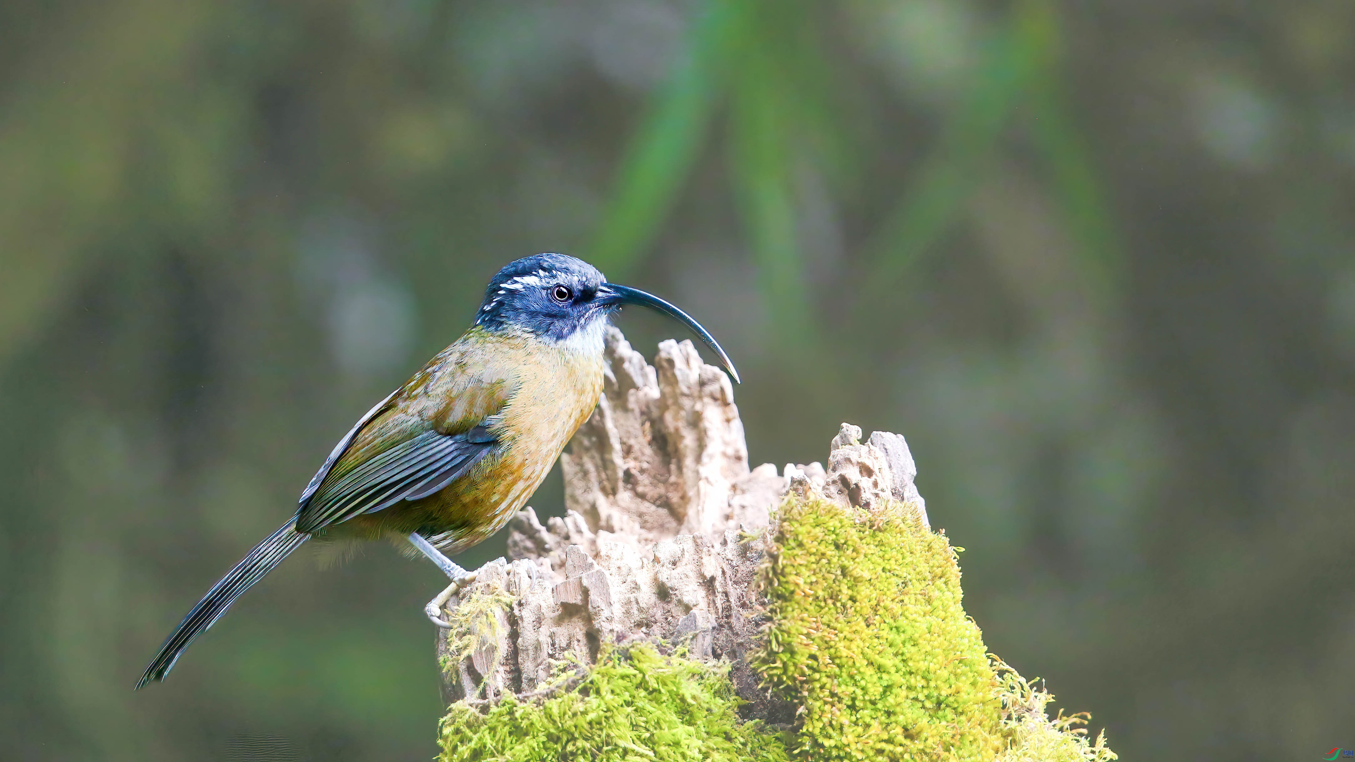 a_4349-1.jpg