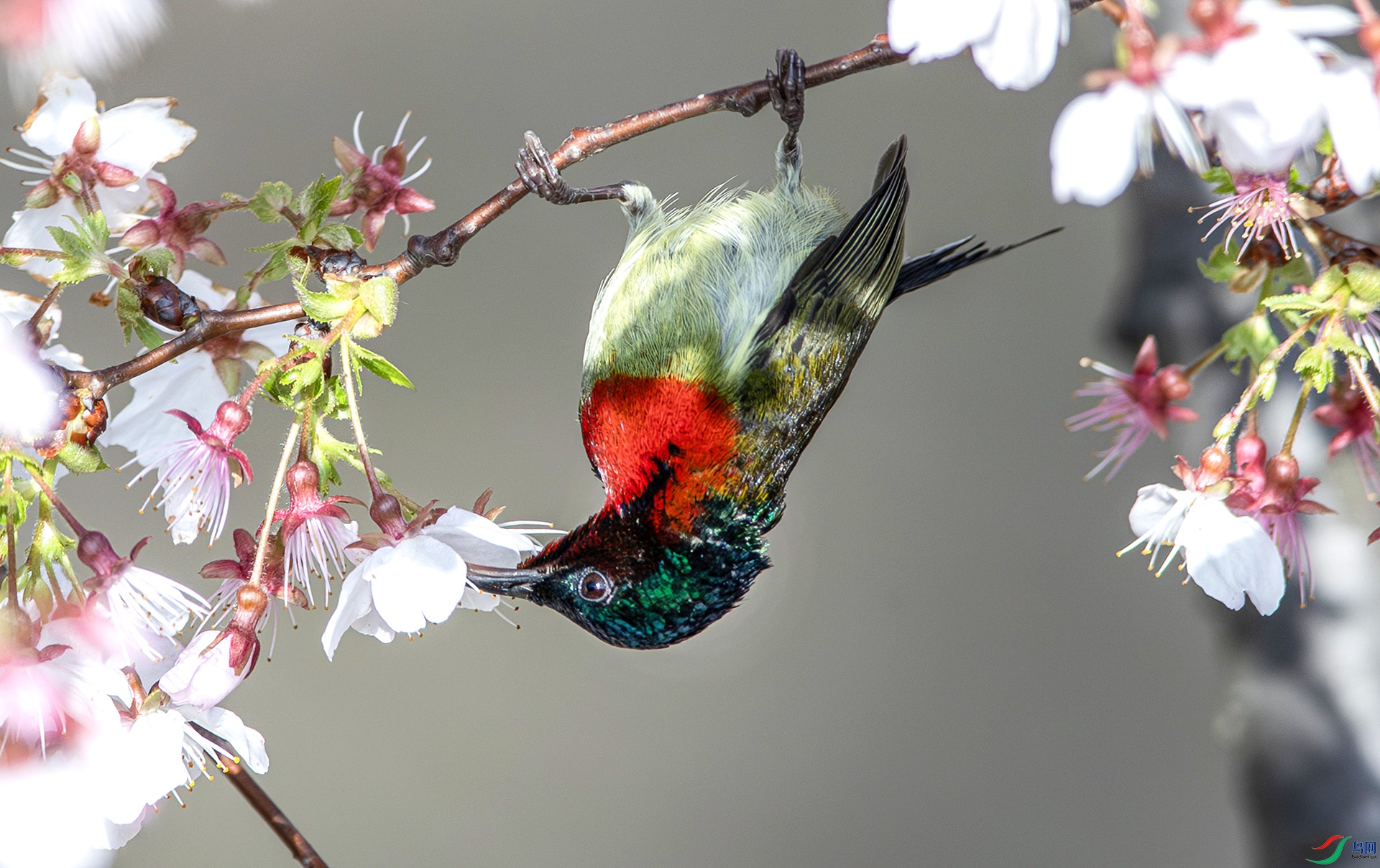 AS7I7603-����ǿ-NR ����---1 .jpg