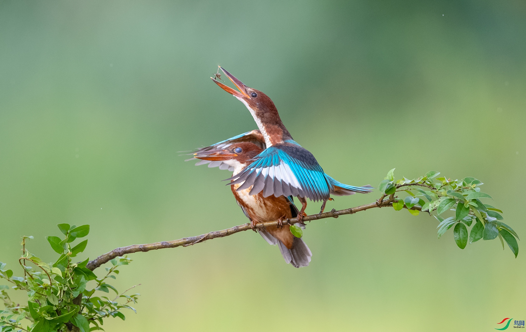 DSC_������� - ���� (2).jpg