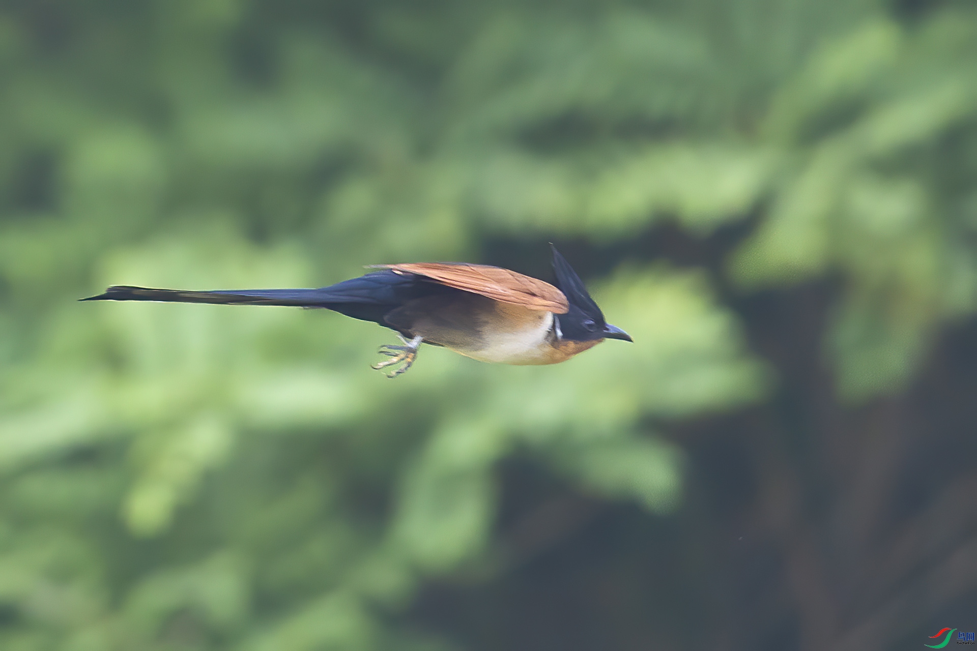 ����ͷ��