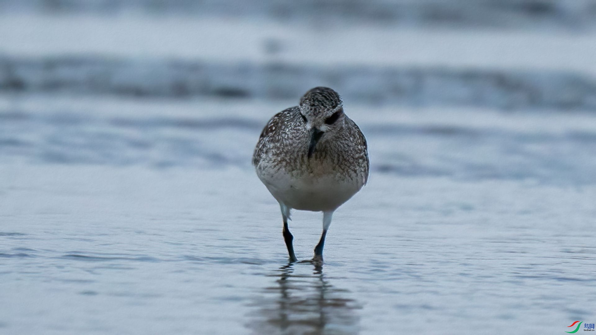 DSC07273 ����.jpg