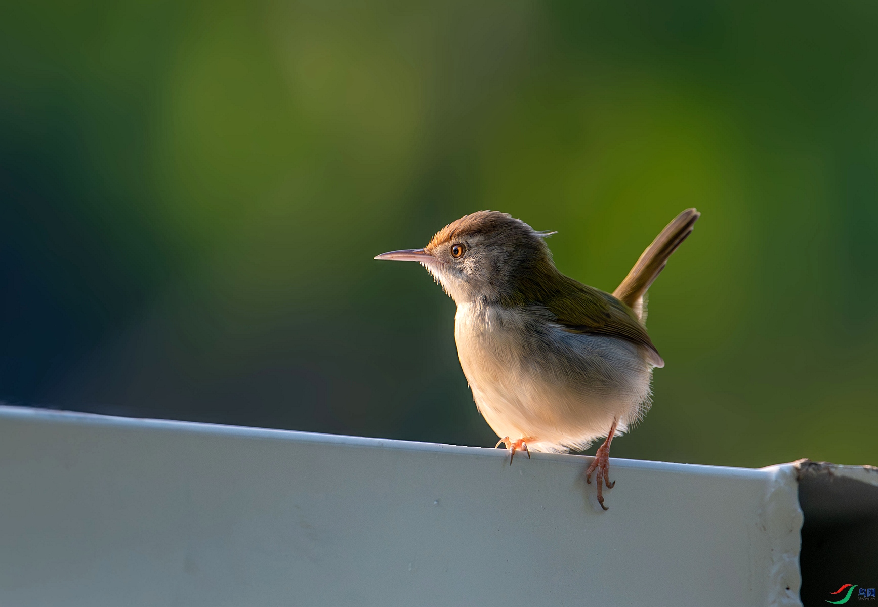 DSC_6471_����.jpg