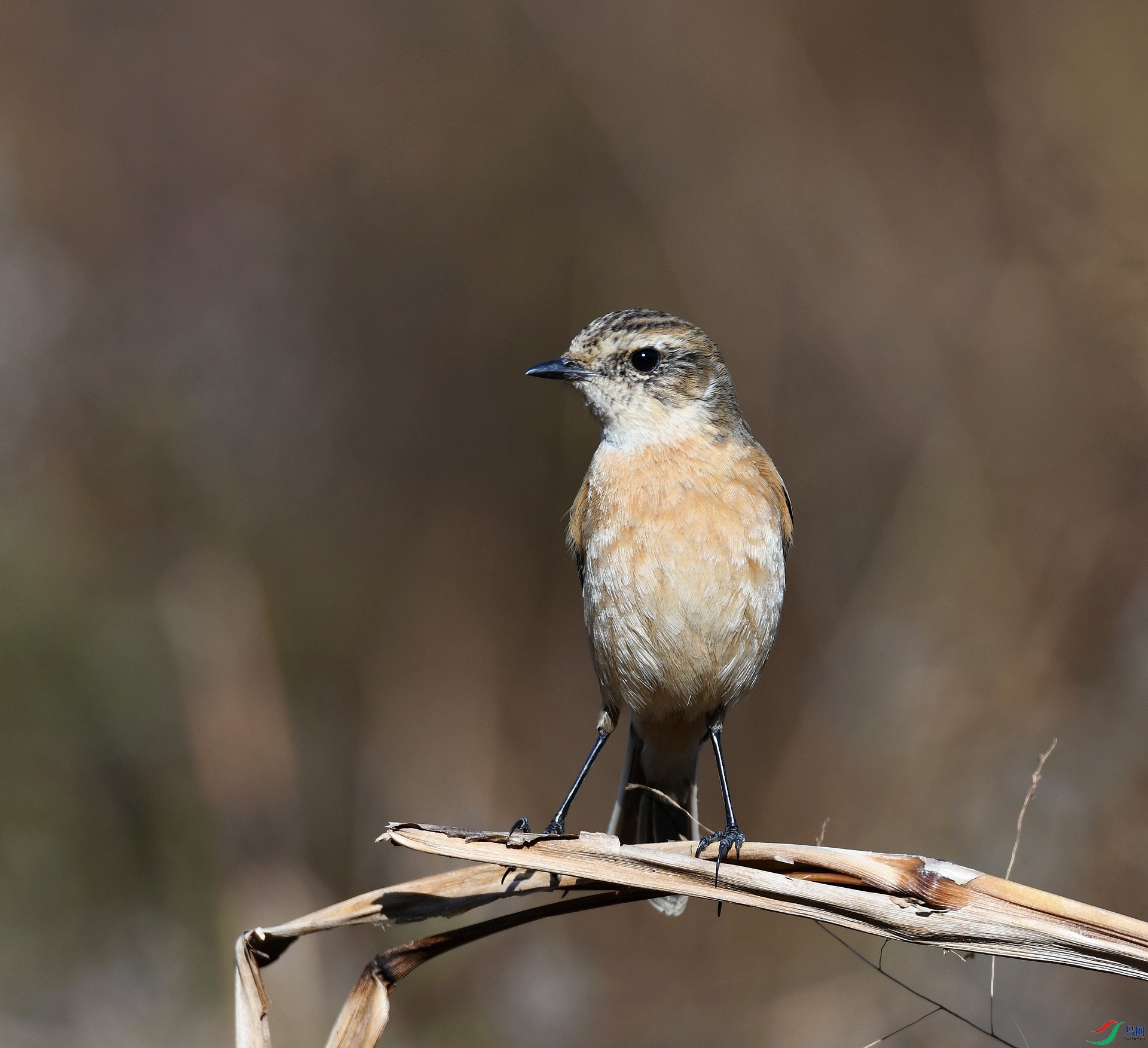 DSC_7075.jpg