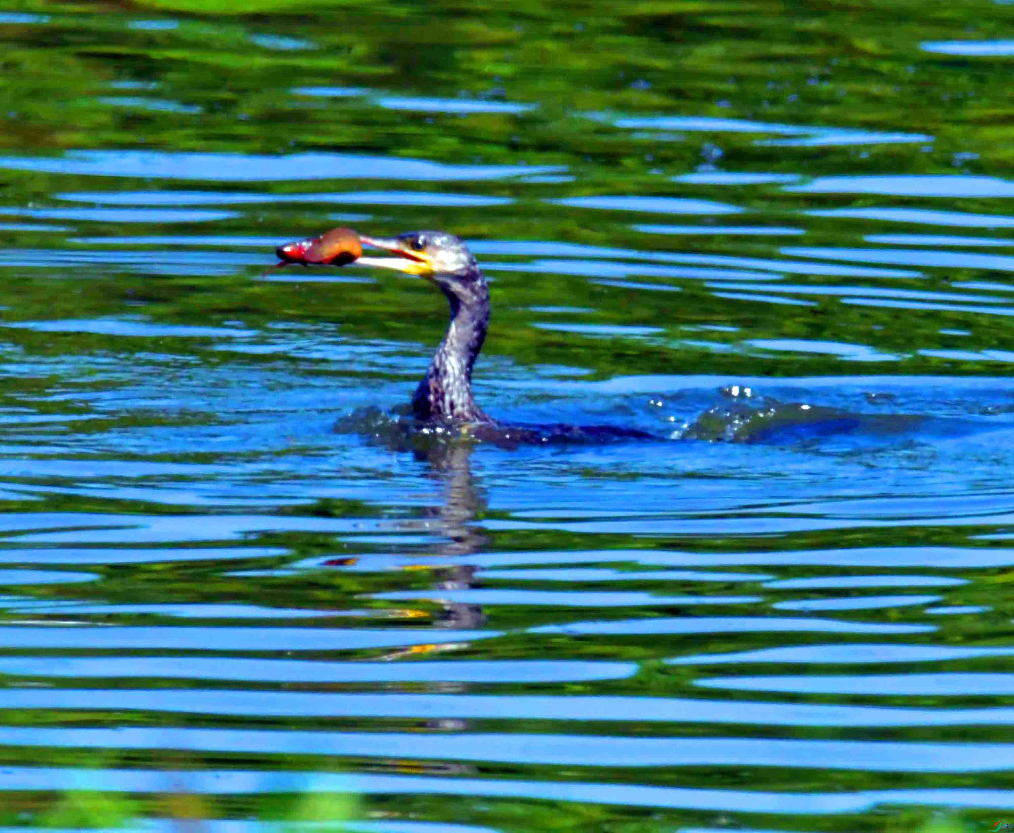 DSC_1875.JPG