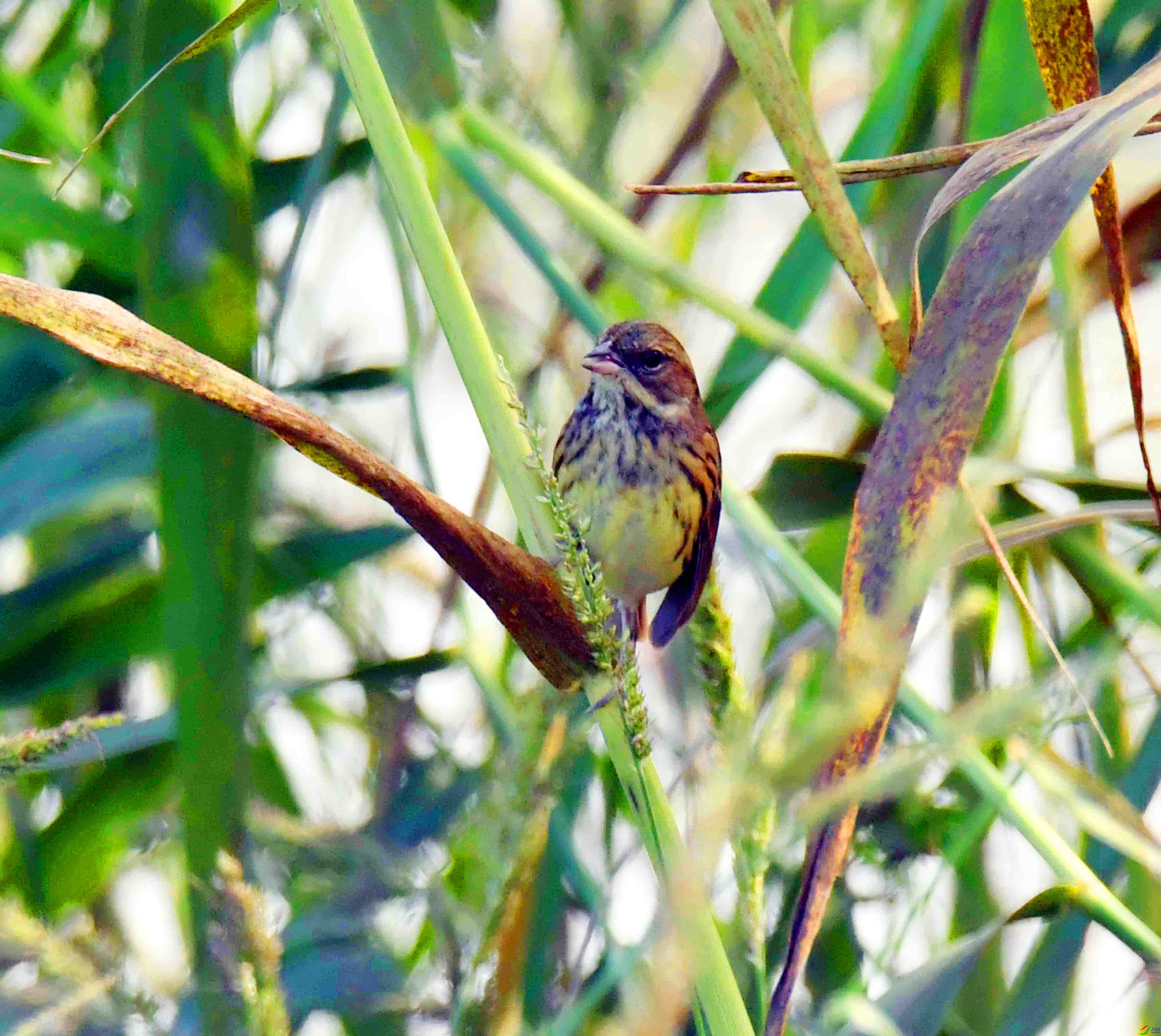 DSC_6402.JPG