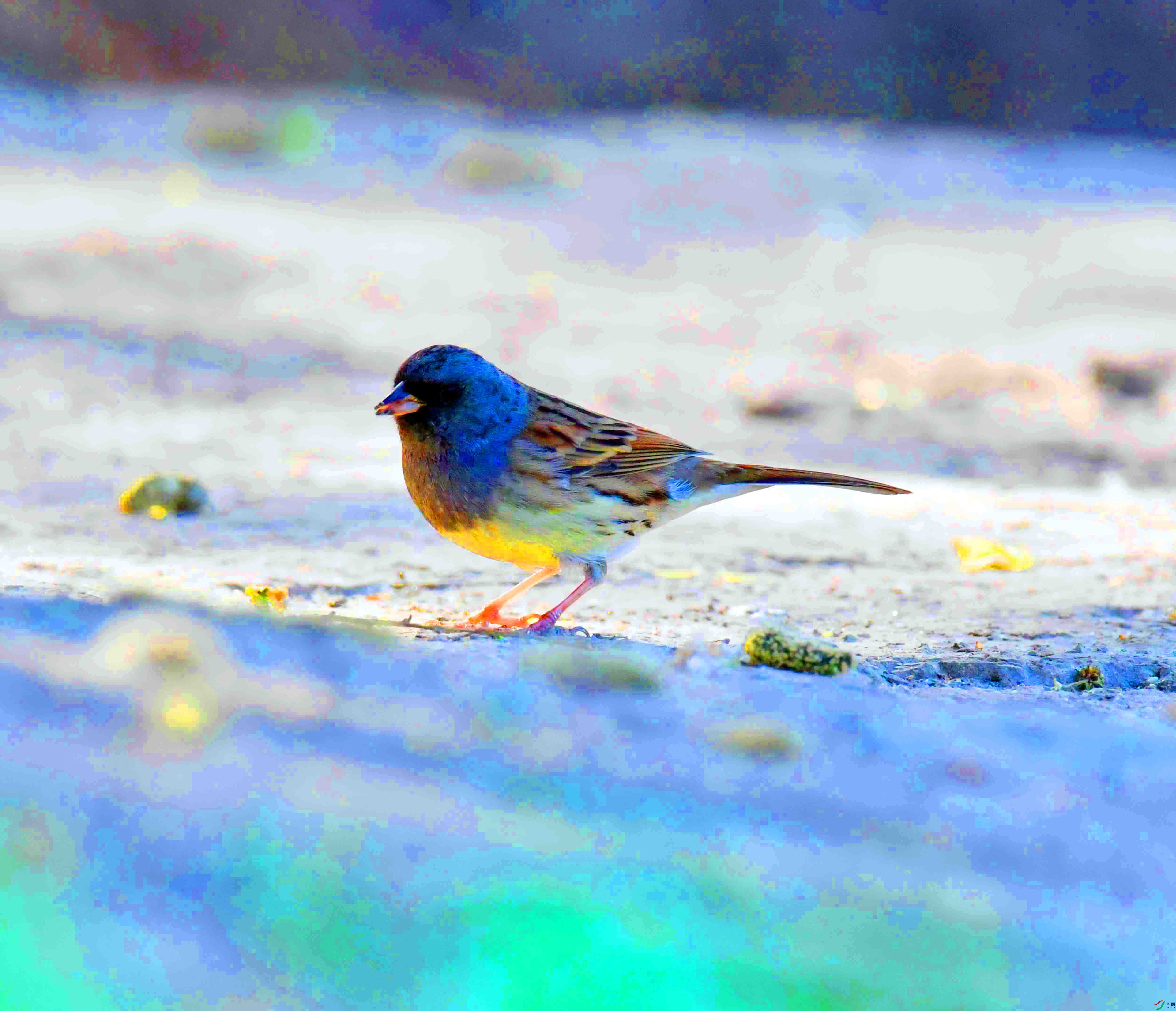 DSC_7176.JPG