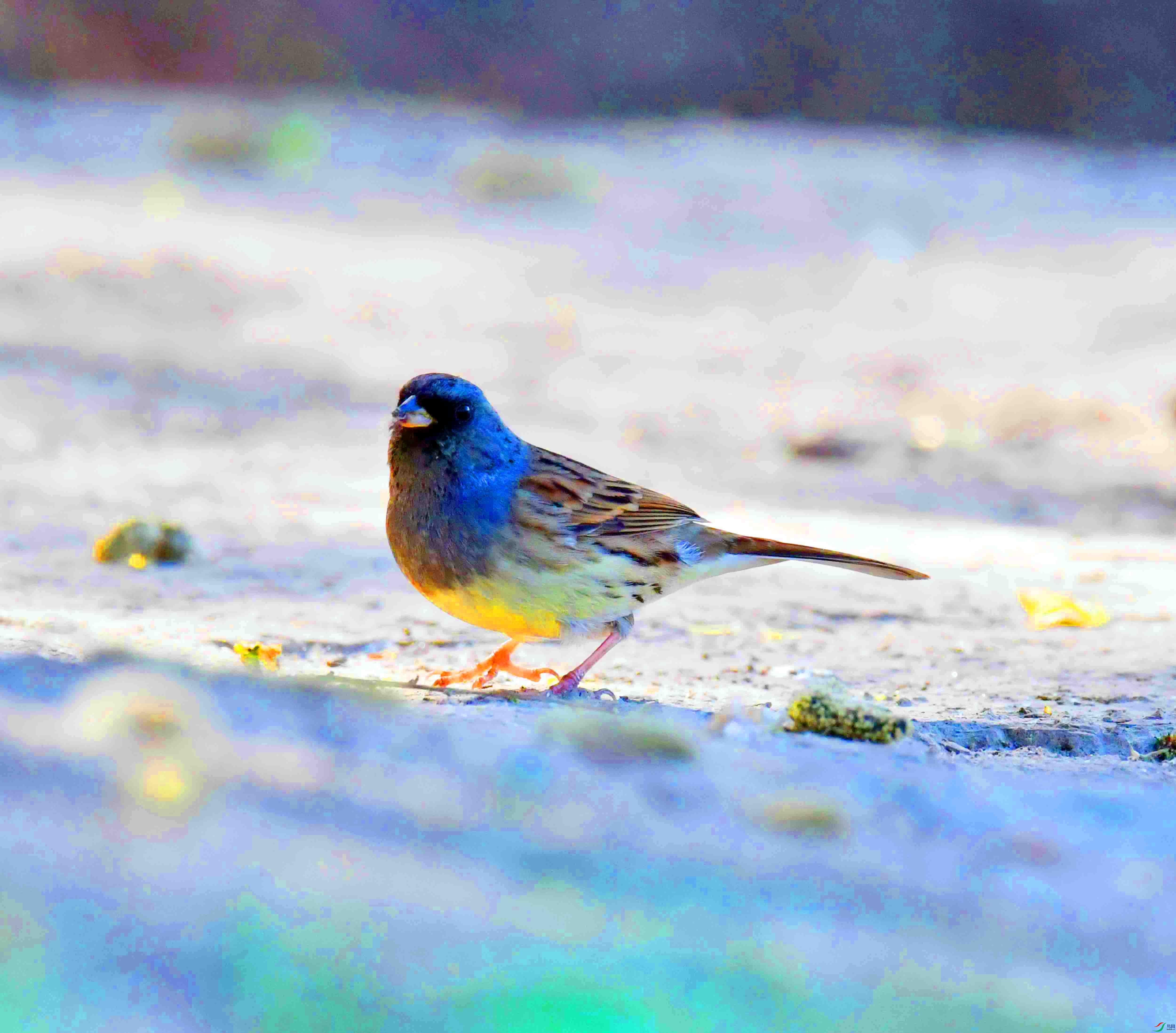 DSC_7177.JPG