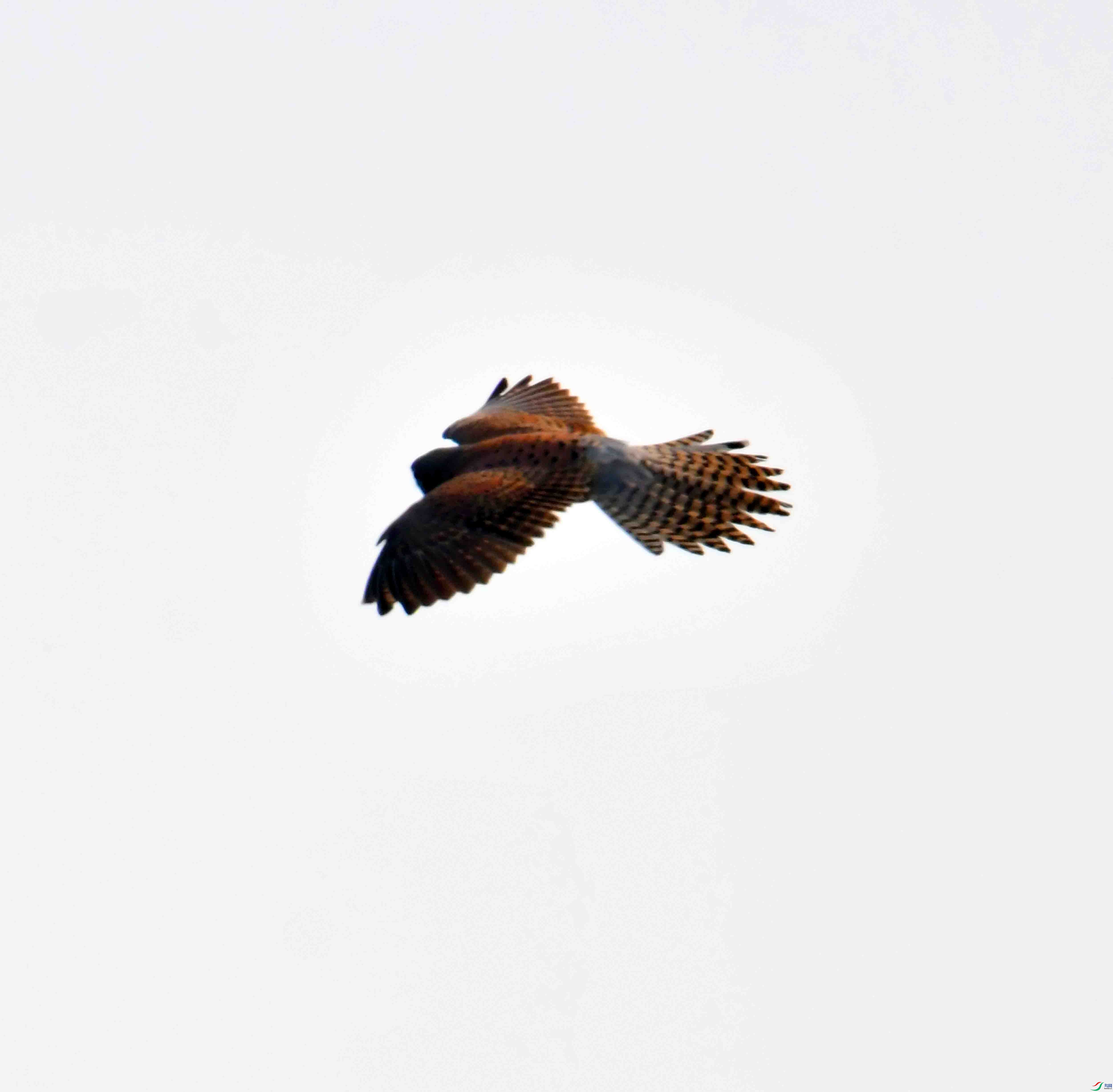 DSC_4776.JPG