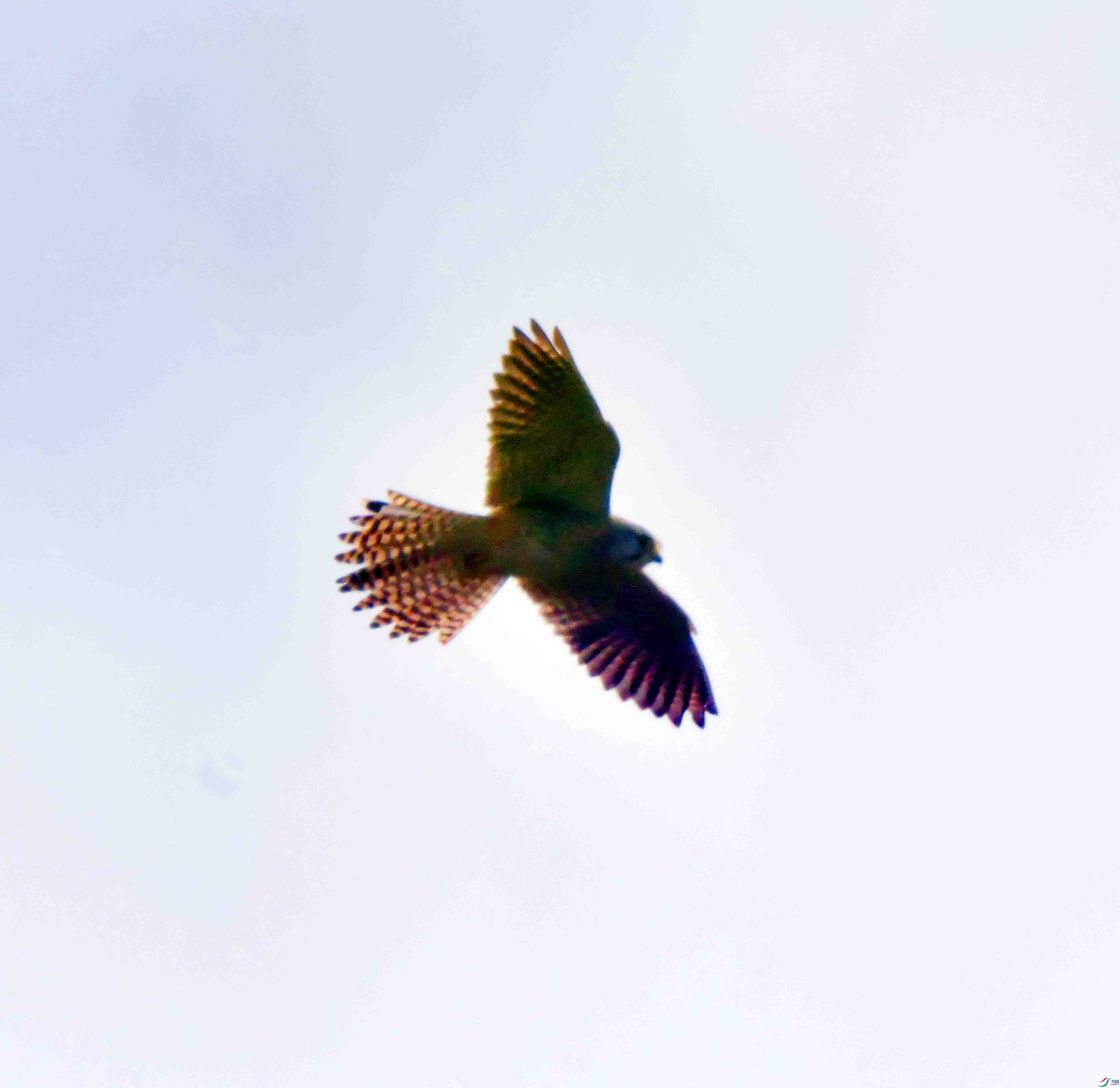 DSC_4797.JPG
