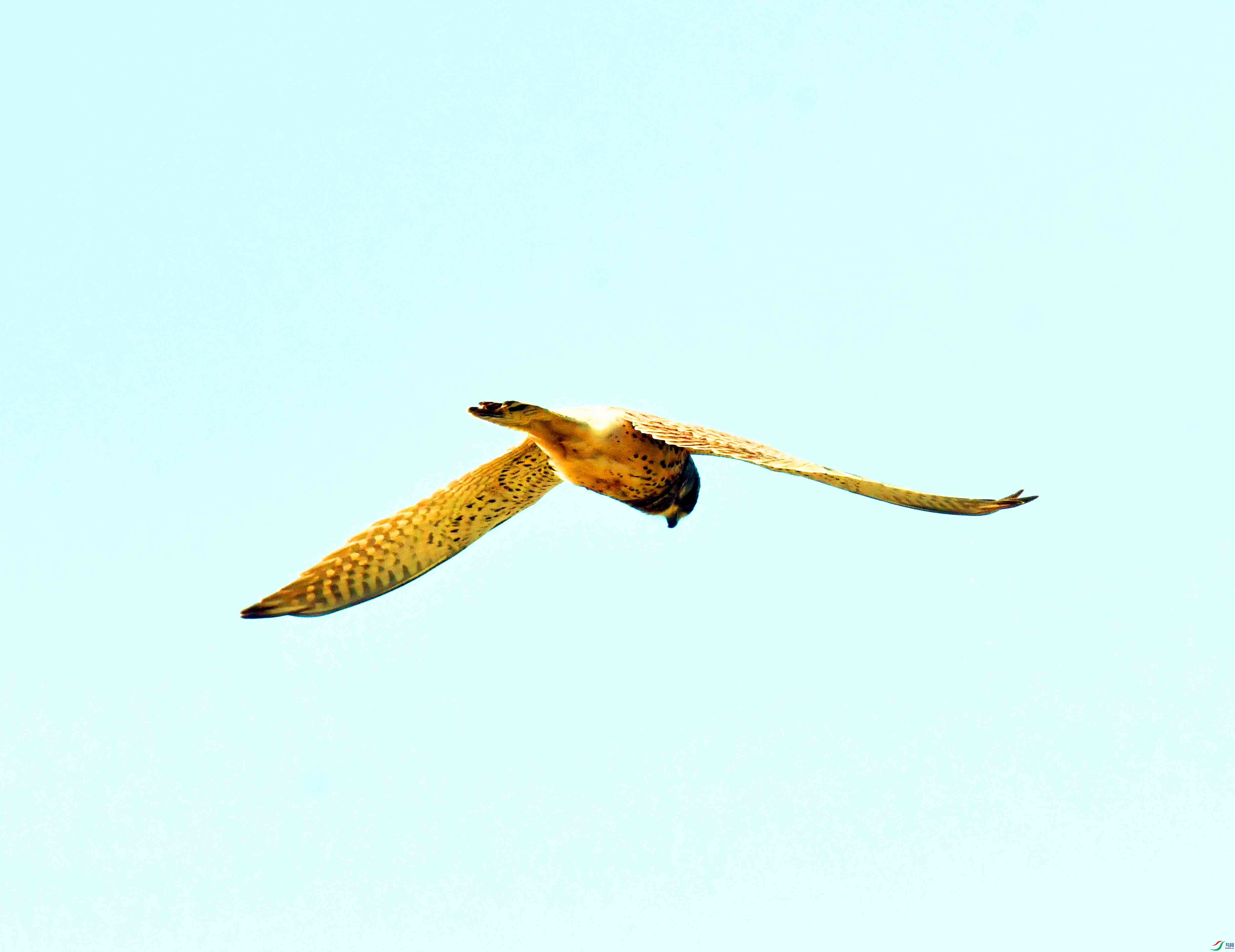 DSC_5775.JPG
