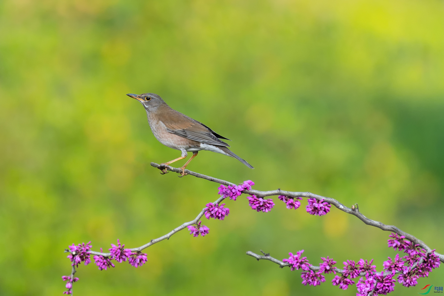 DSC_7005_DxOa.jpg