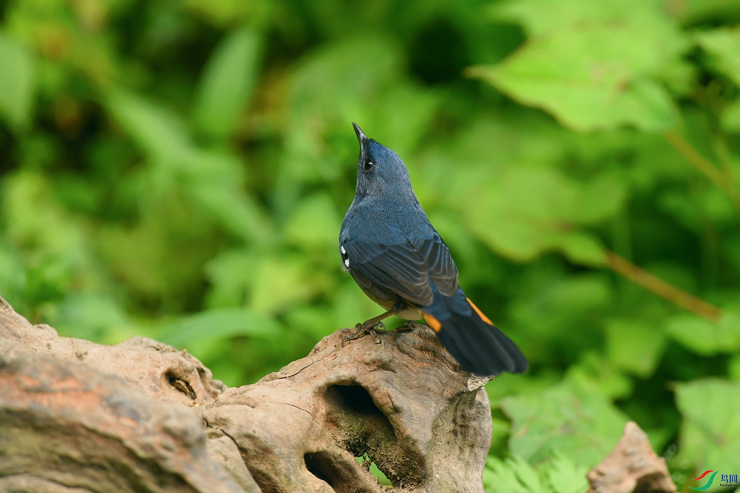 DSC_4562_DxOa.jpg